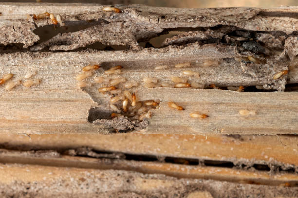 Reliable Lemmon Valley, NV Pest Control Solutions