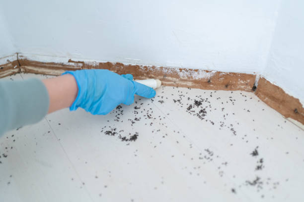 Best Best Pest Control Companies  in Lemmon Valley, NV
